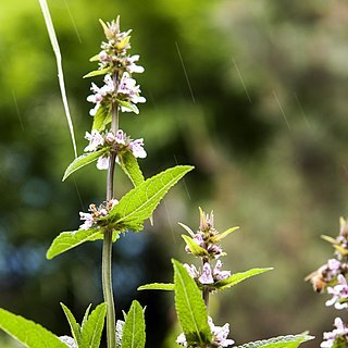 Stachys riederi var. japonica unspecified picture