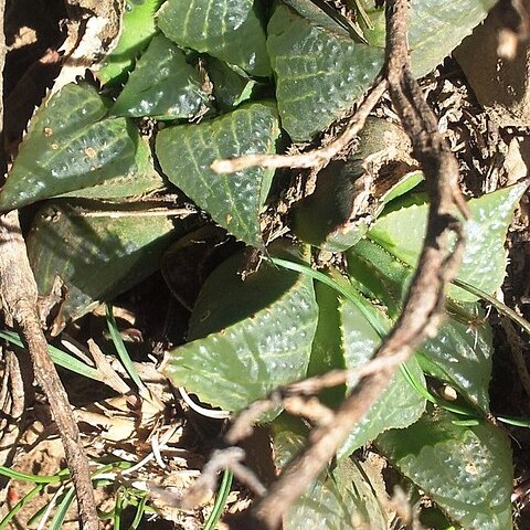 Haworthia magnifica unspecified picture