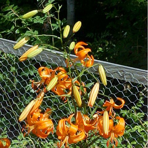 Lilium davidii var. willmottiae unspecified picture