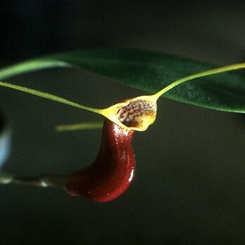 Masdevallia saltatrix unspecified picture