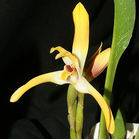 Maxillaria luteoalba unspecified picture