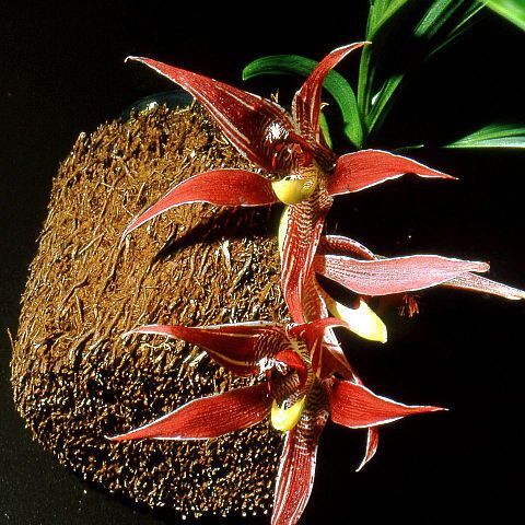 Paphinia unspecified picture