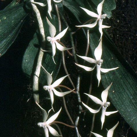 Aerangis thomsonii unspecified picture