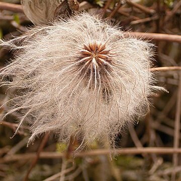 Clematis serratifolia unspecified picture