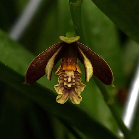 Prosthechea livida unspecified picture