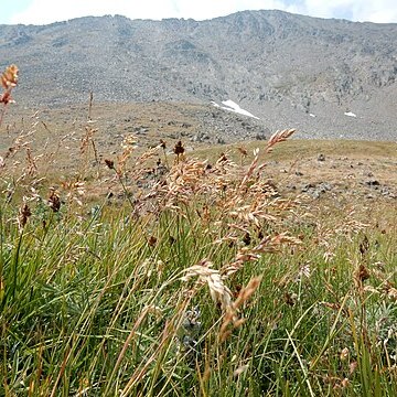 Poa arctica unspecified picture