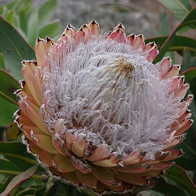 Protea magnifica unspecified picture