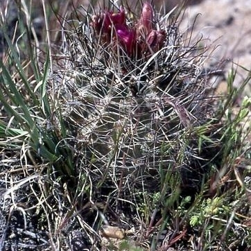 Sclerocactus spinosior unspecified picture