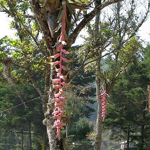 Tillandsia eizii unspecified picture