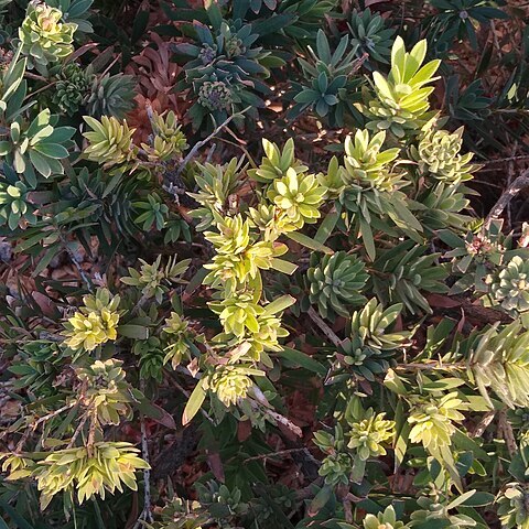 Melaleuca viminalis unspecified picture