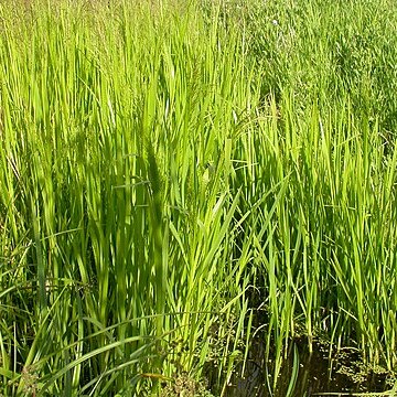 Glyceria grandis unspecified picture