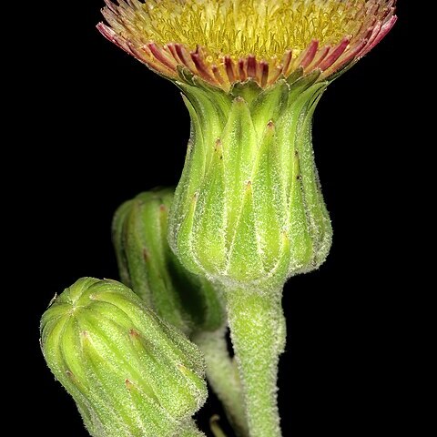 Sonchus wilmsii unspecified picture