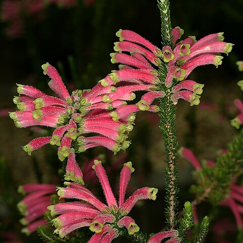 Erica densifolia unspecified picture