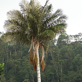 Ceroxylon sasaimae unspecified picture