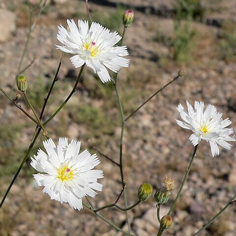 Atrichoseris unspecified picture