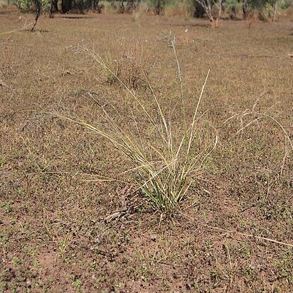 Eragrostis leptocarpa unspecified picture