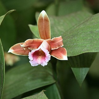 Sobralia atropubescens unspecified picture