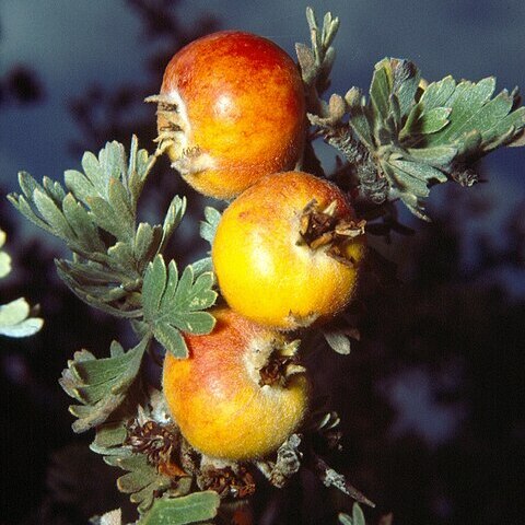 Crataegus pycnoloba unspecified picture