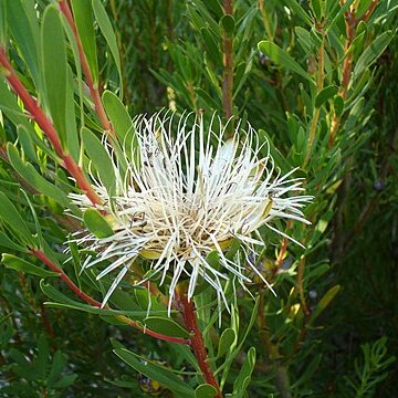 Protea lanceolata unspecified picture