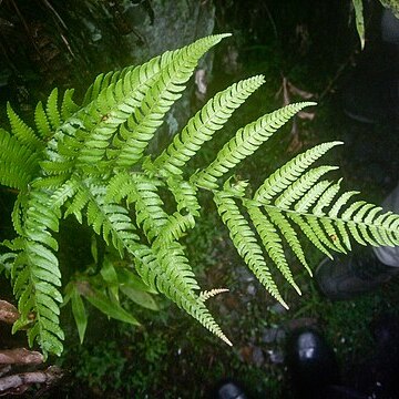 Dryopteris formosana unspecified picture