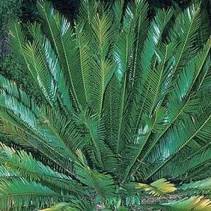 Encephalartos senticosus unspecified picture