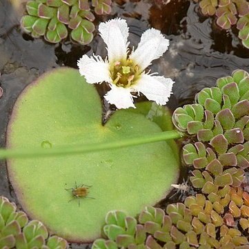 Nymphoides coreana unspecified picture