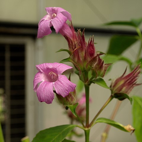 Suessenguthia trochilophila unspecified picture