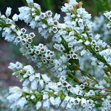 Erica leucantha unspecified picture