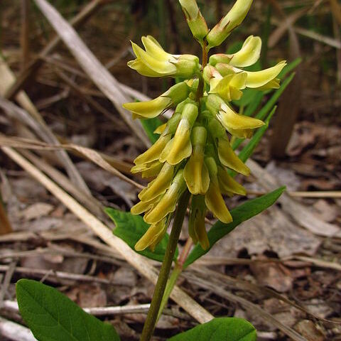 Astragalus unspecified picture