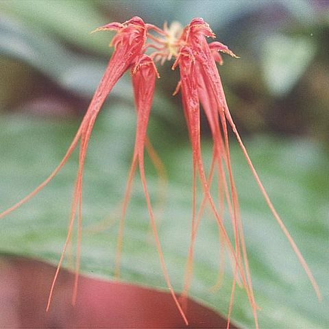 Bulbophyllum unspecified picture