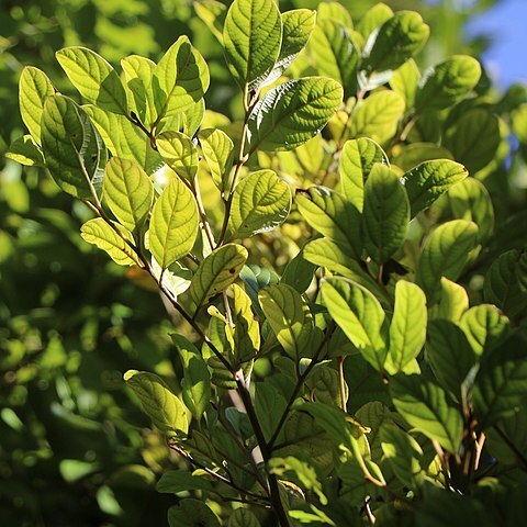 Cryptocarya corrugata unspecified picture