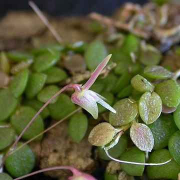 Barbosella crassifolia unspecified picture