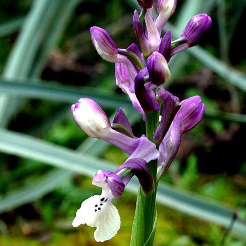 Anacamptis morio subsp. longicornu unspecified picture