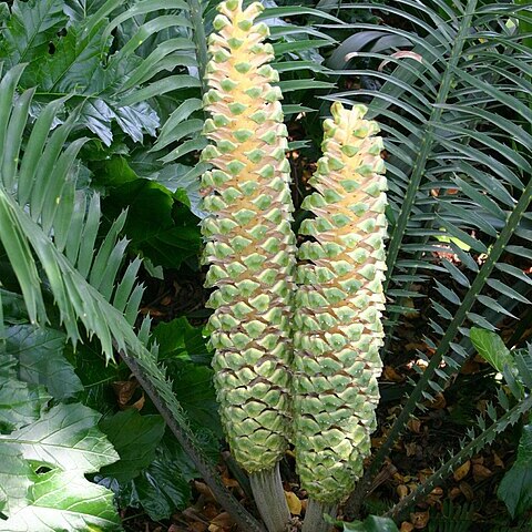 Encephalartos villosus unspecified picture