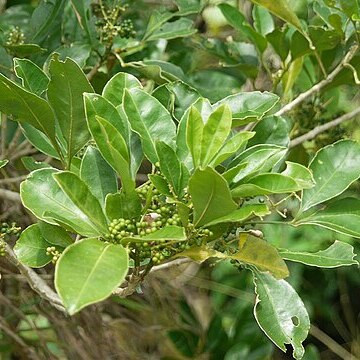 Melicope triphylla unspecified picture