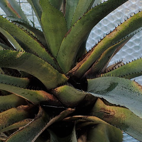 Aechmea macrochlamys unspecified picture