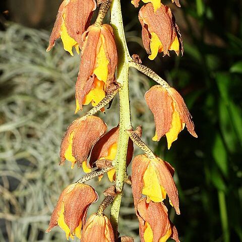 Lueddemannia pescatorei unspecified picture