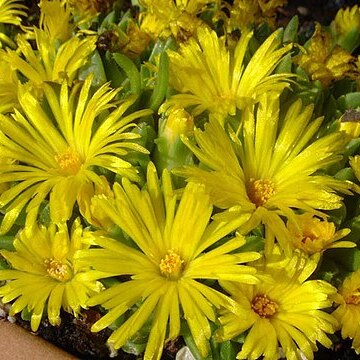 Delosperma basuticum unspecified picture