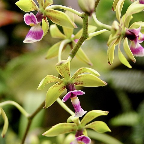 Encyclia mooreana unspecified picture