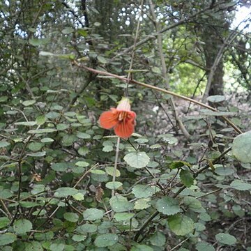 Rhabdothamnus unspecified picture