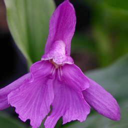 Roscoea forrestii unspecified picture