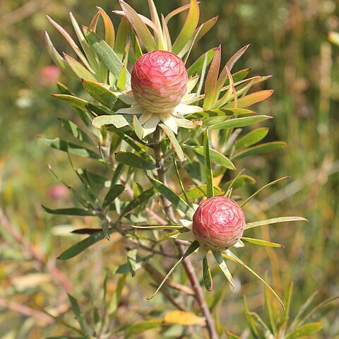 Leucadendron conicum unspecified picture