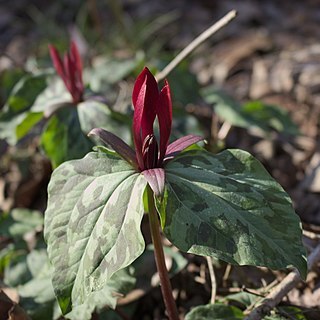 Trillium maculatum unspecified picture