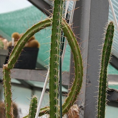 Corryocactus serpens unspecified picture