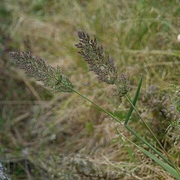 Polypogon fugax unspecified picture