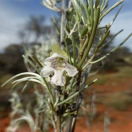 Prostanthera sericea unspecified picture