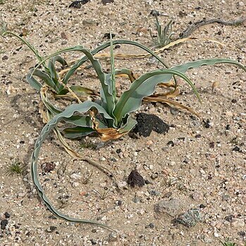 Hesperocallis undulata unspecified picture