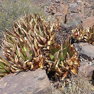 Aloe chlorantha unspecified picture