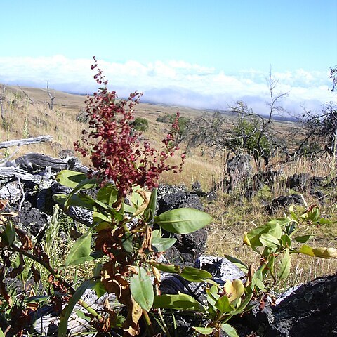 Rumex giganteus unspecified picture