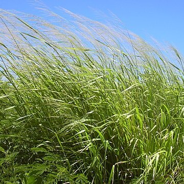 Panicum maximum unspecified picture